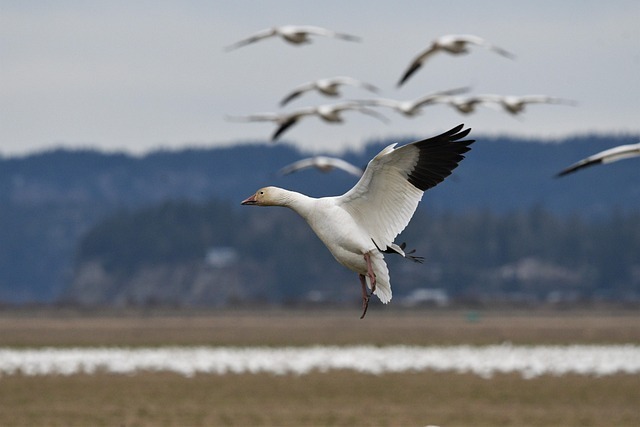 migration